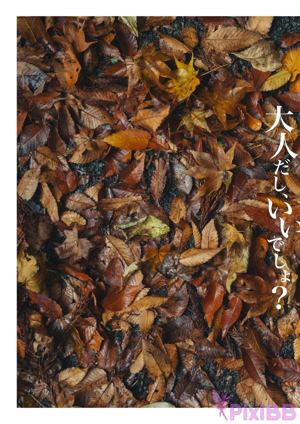 Japanese Idol Mame Daifuku Mamedaifuku Im an adult Okay right photo collection Wunder Publishing House PixiBB.COM 004